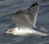 3cy argentatus in January. (80207 bytes)