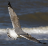 3cy argentatus in January. (80207 bytes)