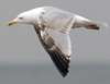 3cy argentatus in January. (80207 bytes)