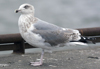 3cy argentatus in January. (80207 bytes)