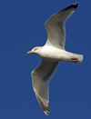 3cy argentatus in January. (80207 bytes)