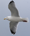 3cy argentatus in January. (80207 bytes)