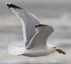 3cy argentatus in January. (80207 bytes)