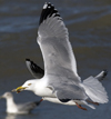 3cy argentatus in January. (80207 bytes)