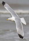 3cy argentatus in January. (80207 bytes)