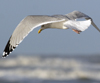 3cy argentatus in January. (80207 bytes)