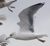 3cy argentatus in January. (80207 bytes)