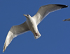 3cy argentatus in January. (80207 bytes)