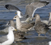 3cy argentatus in January. (80207 bytes)