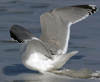 3cy argentatus in January. (80207 bytes)