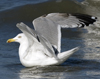 3cy argentatus in January. (80207 bytes)