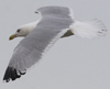 3cy argentatus in January. (80207 bytes)