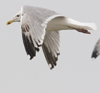 3cy argentatus in January. (80207 bytes)