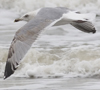 3cy argentatus in January. (80207 bytes)