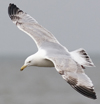 3cy argentatus in January. (80207 bytes)