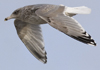 3cy argentatus in January. (80207 bytes)