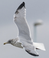 3cy argentatus in January. (80207 bytes)
