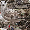 Herring Gull