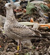 Herring Gull