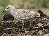 Herring Gull