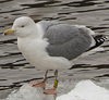 Herring Gull