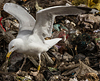 Herring Gull