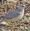 Herring Gull