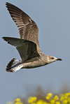 Herring Gull