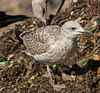 Herring Gull
