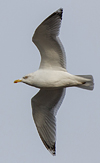 Herring Gull
