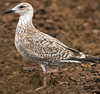 Herring Gull