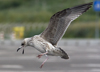 Herring Gull