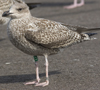 1cy argenteus in August, ringed in Belgium. (90559 bytes)