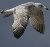 3cy argentatus in January. (80207 bytes)