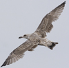 Herring Gull