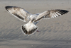 3cy argentatus in January. (80207 bytes)