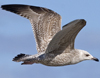 3cy argentatus in January. (80207 bytes)