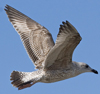 3cy argentatus in January. (80207 bytes)
