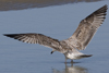 3cy argentatus in January. (80207 bytes)