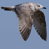 3cy argentatus in January. (80207 bytes)