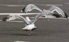 Herring Gull
