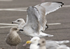 Herring Gull