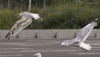 Herring Gull