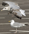 Herring Gull