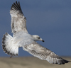 3cy argentatus in January. (80207 bytes)