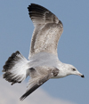 3cy argentatus in January. (80207 bytes)