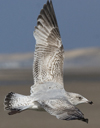 3cy argentatus in January. (80207 bytes)