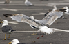 Herring Gull