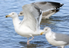 3cy argentatus in January. (80207 bytes)