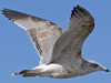 3cy argentatus in January. (80207 bytes)
